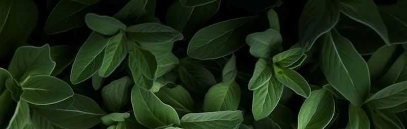 Sage leaves